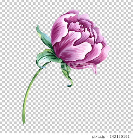 Pink peony flower. A hand drawn watercolor illustration. Perfect for designing greeting cards, invitations and congratulations. Suitable for textiles, labels, packaging and much more. 142120191