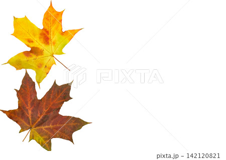 Autumn couple.Yellow brown orange maple leaves on white Autumn couple.Yellow brown orange maple leaves on white 142120821