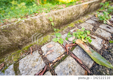 苔むした水路と石畳に生える草木の風景 苔むした水路と石畳に生える草木の風景 142122110