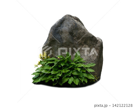Hosta bush against a huge stone isolated on white background Hosta bush against a huge stone isolated on white background 142122128