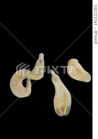 Freshwater Trematode Parasites: Clinostomum, Postorchigenes and Thapariella spp. for education in Lab. Freshwater Trematode Parasites: Clinostomum, Postorchigenes and Thapariella spp. for education in Lab. 142122161