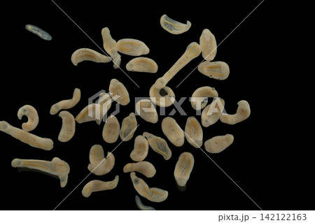 Freshwater Trematode Parasites: Clinostomum, Postorchigenes and Thapariella spp. for education in Lab. 142122163