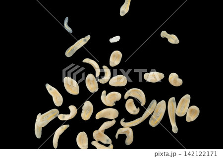 Freshwater Trematode Parasites: Clinostomum, Postorchigenes and Thapariella spp. for education in Lab. Freshwater Trematode Parasites: Clinostomum, Postorchigenes and Thapariella spp. for education in Lab. 142122171