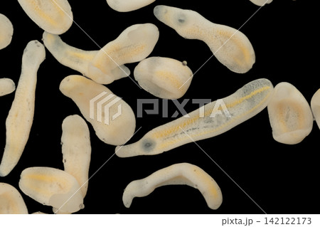 Freshwater Trematode Parasites: Clinostomum, Postorchigenes and Thapariella spp. for education in Lab. 142122173