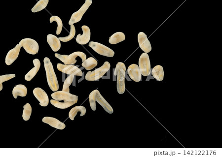 Freshwater Trematode Parasites: Clinostomum, Postorchigenes and Thapariella spp. for education in Lab. Freshwater Trematode Parasites: Clinostomum, Postorchigenes and Thapariella spp. for education in Lab. 142122176