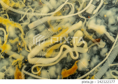 Freshwater Trematode Parasites: Clinostomum, Postorchigenes and Thapariella spp. for education in Lab. Freshwater Trematode Parasites: Clinostomum, Postorchigenes and Thapariella spp. for education in Lab. 142122177