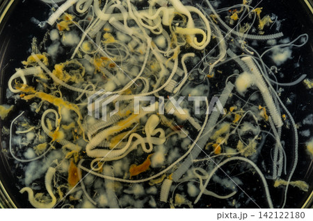 Freshwater Trematode Parasites: Clinostomum, Postorchigenes and Thapariella spp. for education in Lab. Freshwater Trematode Parasites: Clinostomum, Postorchigenes and Thapariella spp. for education in Lab. 142122180