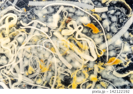 Freshwater Trematode Parasites: Clinostomum, Postorchigenes and Thapariella spp. for education in Lab. Freshwater Trematode Parasites: Clinostomum, Postorchigenes and Thapariella spp. for education in Lab. 142122192