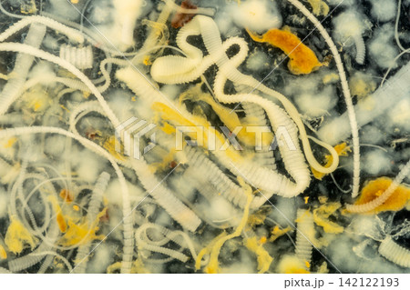 Freshwater Trematode Parasites: Clinostomum, Postorchigenes and Thapariella spp. for education in Lab. Freshwater Trematode Parasites: Clinostomum, Postorchigenes and Thapariella spp. for education in Lab. 142122193