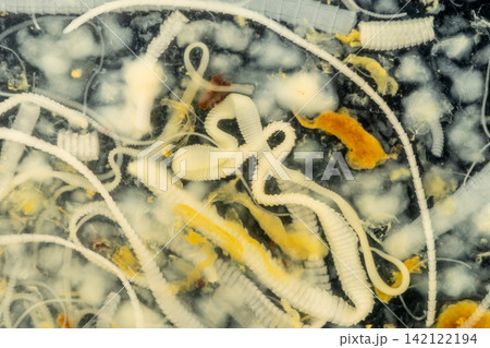 Freshwater Trematode Parasites: Clinostomum, Postorchigenes and Thapariella spp. for education in Lab. Freshwater Trematode Parasites: Clinostomum, Postorchigenes and Thapariella spp. for education in Lab. 142122194