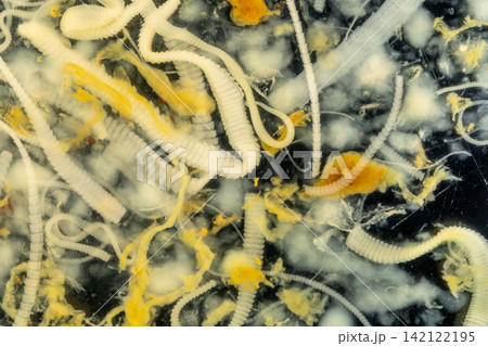 Freshwater Trematode Parasites: Clinostomum, Postorchigenes and Thapariella spp. for education in Lab. Freshwater Trematode Parasites: Clinostomum, Postorchigenes and Thapariella spp. for education in Lab. 142122195