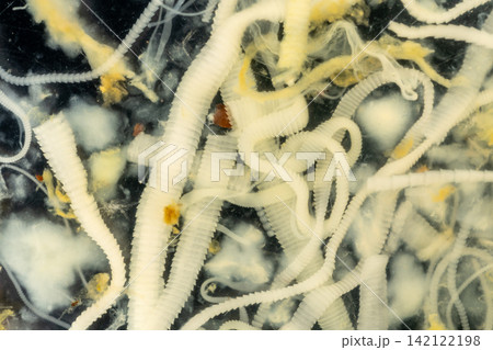 Freshwater Trematode Parasites: Clinostomum, Postorchigenes and Thapariella spp. for education in Lab. Freshwater Trematode Parasites: Clinostomum, Postorchigenes and Thapariella spp. for education in Lab. 142122198