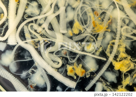 Freshwater Trematode Parasites: Clinostomum, Postorchigenes and Thapariella spp. for education in Lab. 142122202