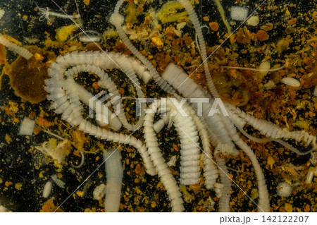 Freshwater Trematode Parasites: Clinostomum, Postorchigenes and Thapariella spp. for education in Lab. 142122207