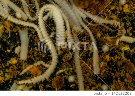 Freshwater Trematode Parasites: Clinostomum, Postorchigenes and Thapariella spp. for education in Lab. Freshwater Trematode Parasites: Clinostomum, Postorchigenes and Thapariella spp. for education in Lab. 142122208