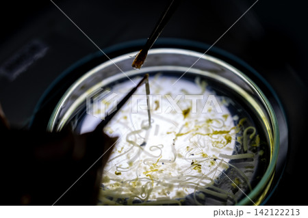 Freshwater Trematode Parasites: Clinostomum, Postorchigenes and Thapariella spp. for education in Lab. Freshwater Trematode Parasites: Clinostomum, Postorchigenes and Thapariella spp. for education in Lab. 142122213