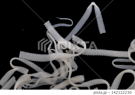 Freshwater Trematode Parasites: Clinostomum, Postorchigenes and Thapariella spp. for education in Lab. 142122230