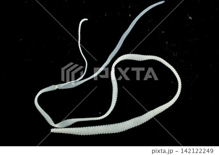 Freshwater Trematode Parasites: Clinostomum, Postorchigenes and Thapariella spp. for education in Lab. 142122249
