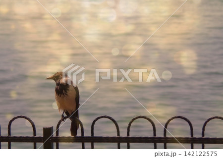 A hooded crow perched on a decorative wrought iron fence along the coast, backlit by sparkling golden sunlight reflecting off the sea with beautiful bokeh. A hooded crow perched on a decorative wrought iron fence along the coast, backlit by sparkling golden sunlight reflecting off the sea with beautiful bokeh. 142122575