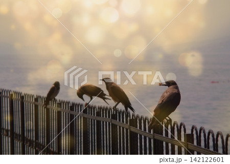 A flock of crows perching on a dark metal railing by the ocean, illuminated by a warm bokeh light overlay. 142122601