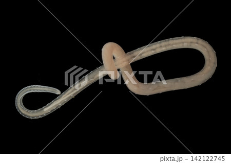 Freshwater Trematode Parasites: Clinostomum, Postorchigenes and Thapariella spp. for education in Lab. Freshwater Trematode Parasites: Clinostomum, Postorchigenes and Thapariella spp. for education in Lab. 142122745