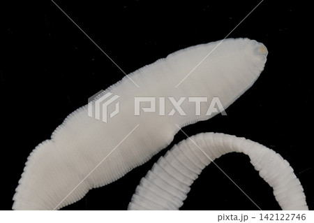 Freshwater Trematode Parasites: Clinostomum, Postorchigenes and Thapariella spp. for education in Lab. Freshwater Trematode Parasites: Clinostomum, Postorchigenes and Thapariella spp. for education in Lab. 142122746