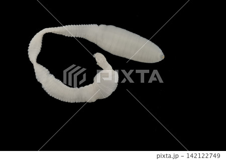 Freshwater Trematode Parasites: Clinostomum, Postorchigenes and Thapariella spp. for education in Lab. 142122749