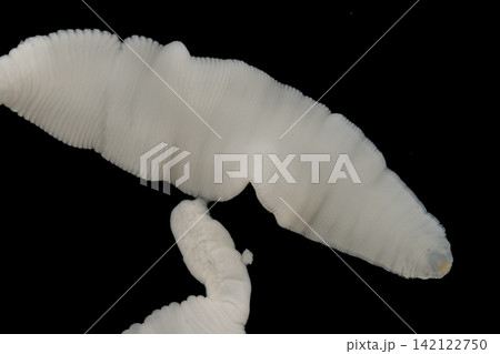 Freshwater Trematode Parasites: Clinostomum, Postorchigenes and Thapariella spp. for education in Lab. Freshwater Trematode Parasites: Clinostomum, Postorchigenes and Thapariella spp. for education in Lab. 142122750