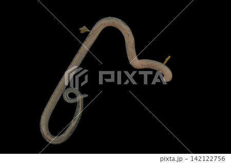 Freshwater Trematode Parasites: Clinostomum, Postorchigenes and Thapariella spp. for education in Lab. Freshwater Trematode Parasites: Clinostomum, Postorchigenes and Thapariella spp. for education in Lab. 142122756