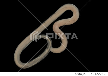 Freshwater Trematode Parasites: Clinostomum, Postorchigenes and Thapariella spp. for education in Lab. Freshwater Trematode Parasites: Clinostomum, Postorchigenes and Thapariella spp. for education in Lab. 142122757