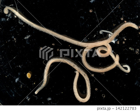 Freshwater Trematode Parasites: Clinostomum, Postorchigenes and Thapariella spp. for education in Lab. Freshwater Trematode Parasites: Clinostomum, Postorchigenes and Thapariella spp. for education in Lab. 142122783
