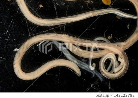 Freshwater Trematode Parasites: Clinostomum, Postorchigenes and Thapariella spp. for education in Lab. 142122785