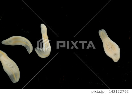 Freshwater Trematode Parasites: Clinostomum, Postorchigenes and Thapariella spp. for education in Lab. Freshwater Trematode Parasites: Clinostomum, Postorchigenes and Thapariella spp. for education in Lab. 142122792