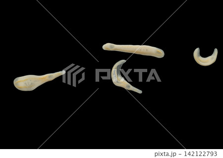 Freshwater Trematode Parasites: Clinostomum, Postorchigenes and Thapariella spp. for education in Lab. 142122793