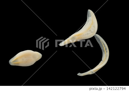 Freshwater Trematode Parasites: Clinostomum, Postorchigenes and Thapariella spp. for education in Lab. 142122794