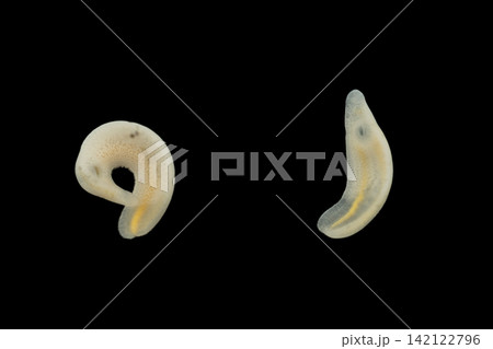 Freshwater Trematode Parasites: Clinostomum, Postorchigenes and Thapariella spp. for education in Lab. 142122796