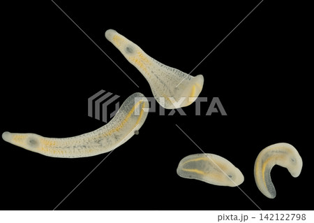 Freshwater Trematode Parasites: Clinostomum, Postorchigenes and Thapariella spp. for education in Lab. Freshwater Trematode Parasites: Clinostomum, Postorchigenes and Thapariella spp. for education in Lab. 142122798