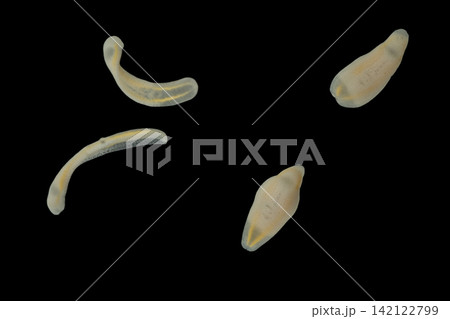 Freshwater Trematode Parasites: Clinostomum, Postorchigenes and Thapariella spp. for education in Lab. Freshwater Trematode Parasites: Clinostomum, Postorchigenes and Thapariella spp. for education in Lab. 142122799