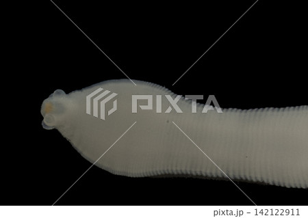 Freshwater Trematode Parasites: Clinostomum, Postorchigenes and Thapariella spp. for education in Lab. Freshwater Trematode Parasites: Clinostomum, Postorchigenes and Thapariella spp. for education in Lab. 142122911