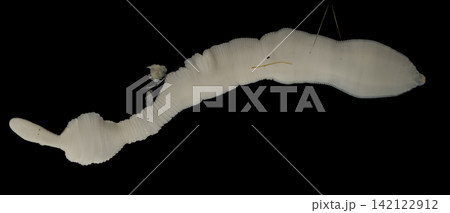 Freshwater Trematode Parasites: Clinostomum, Postorchigenes and Thapariella spp. for education in Lab. Freshwater Trematode Parasites: Clinostomum, Postorchigenes and Thapariella spp. for education in Lab. 142122912