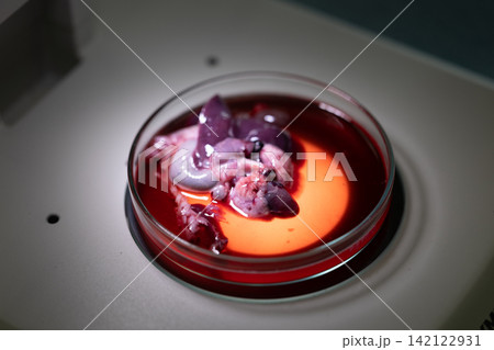 Freshwater Trematode Parasites: Clinostomum, Postorchigenes and Thapariella spp. for education in Lab. 142122931