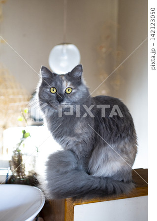 長毛の猫 142123050