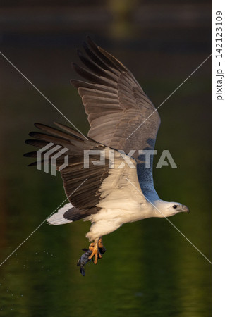 Beautiful bird in Asian, It is a kind of bird found in Thailand. Beautiful bird in Asian, It is a kind of bird found in Thailand. 142123109