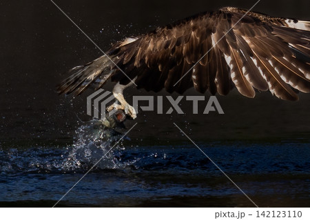 Beautiful bird in Asian, It is a kind of bird found in Thailand. Beautiful bird in Asian, It is a kind of bird found in Thailand. 142123110
