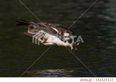 Beautiful bird in Asian, It is a kind of bird found in Thailand. 142123113