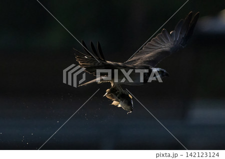 Beautiful bird in Asian, It is a kind of bird found in Thailand. Beautiful bird in Asian, It is a kind of bird found in Thailand. 142123124
