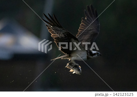 Beautiful bird in Asian, It is a kind of bird found in Thailand. Beautiful bird in Asian, It is a kind of bird found in Thailand. 142123125