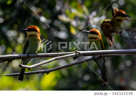 Beautiful bird in Asian, It is a kind of bird found in Thailand. Beautiful bird in Asian, It is a kind of bird found in Thailand. 142123139