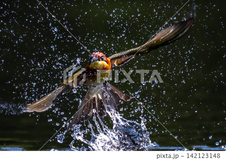 Beautiful bird in Asian, It is a kind of bird found in Thailand. 142123148