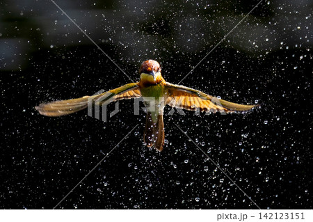 Beautiful bird in Asian, It is a kind of bird found in Thailand. Beautiful bird in Asian, It is a kind of bird found in Thailand. 142123151